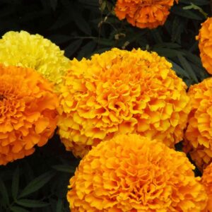 Marigold